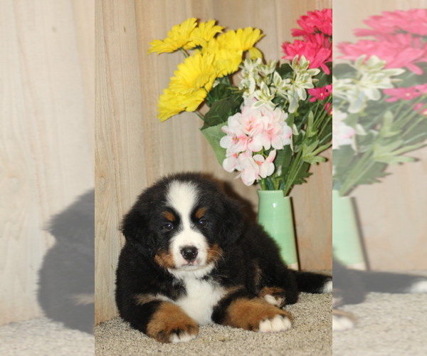 Medium Photo #1 Bernese Mountain Dog Puppy For Sale in HORN CREEK, CO, USA