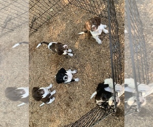 Brittany Litter for sale in REHOBOTH, MA, USA