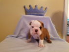 Small Photo #1 English Bulldogge Puppy For Sale in BYRON, GA, USA