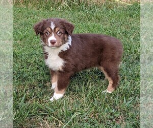 Miniature Australian Shepherd Litter for sale in BARRIER, KY, USA