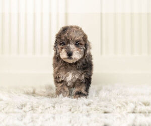 Poodle (Toy)-Schnauzer (Miniature) Mix Litter for sale in WARSAW, IN, USA