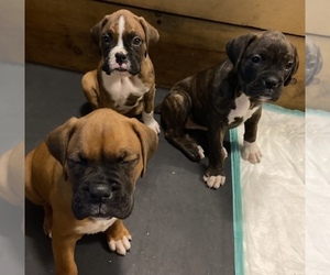 Boxer Litter for sale in COLOGNE, MN, USA