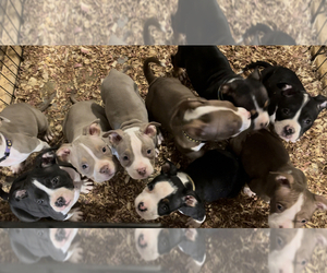American Bully Litter for sale in WORCESTER, MA, USA