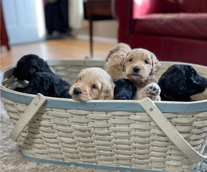 Goldendoodle Litter for sale in LANCASTER, PA, USA
