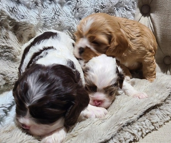 Medium Photo #1 Cocker Spaniel Puppy For Sale in MIDDLEBURY, IN, USA