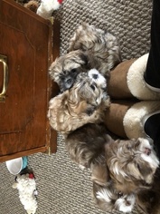 Lhasa Apso Litter for sale in SALEM, MA, USA