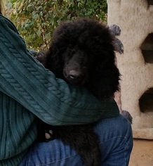 Poodle (Standard) Litter for sale in FAYETTEVILLE, TX, USA
