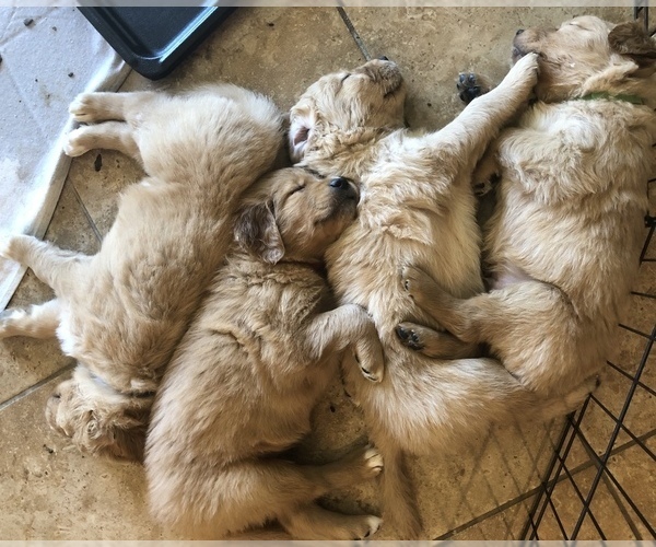 Medium Photo #1 Golden Retriever Puppy For Sale in MARANA, AZ, USA
