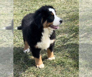 Medium Bernese Mountain Dog