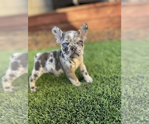French Bulldog Litter for sale in LAKE ELSINORE, CA, USA