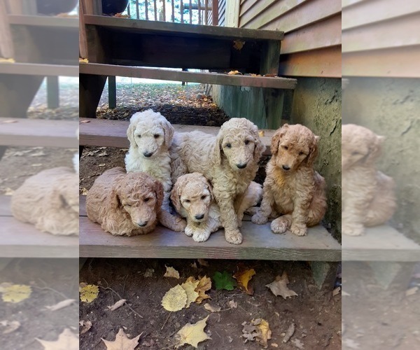 Medium Photo #1 Poodle (Standard) Puppy For Sale in WAUSAUKEE, WI, USA