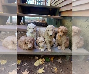 Poodle (Standard) Litter for sale in WAUSAUKEE, WI, USA