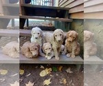 Small Photo #1 Poodle (Standard) Puppy For Sale in WAUSAUKEE, WI, USA