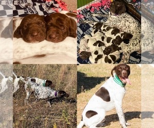 German Shorthaired Pointer Litter for sale in DUBUQUE, IA, USA