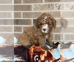 Poodle (Miniature) Litter for sale in FORT WAYNE, IN, USA