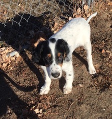 English Setter Litter for sale in BYERS, CO, USA