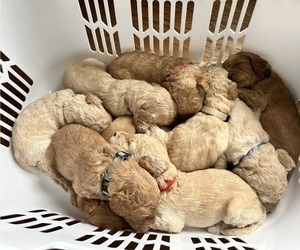 Goldendoodle Litter for sale in NORTH KINGSTOWN, RI, USA