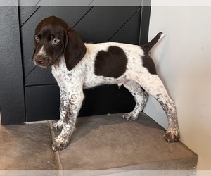German Shorthaired Pointer Litter for sale in OWOSSO, MI, USA