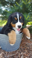 Bernese Mountain Dog Litter for sale in BARNETT, MO, USA