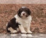 Small Photo #1 Poodle (Miniature)-Sheepadoodle Mix Puppy For Sale in CHILLICOTHE, MO, USA