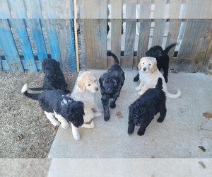 Goldendoodle Litter for sale in PURCELL, OK, USA