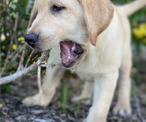 Labrador Retriever Litter for sale in CRYSTAL RIVER, FL, USA
