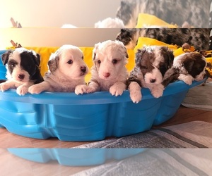 Aussiedoodle Miniature  Litter for sale in MOUNTAIN HOME, AR, USA