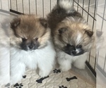 Small Pomeranian