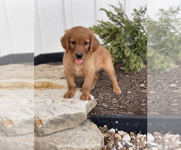 Medium Photo #1 Golden Retriever Puppy For Sale in AQUILLA, TX, USA