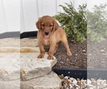 Small Photo #1 Golden Retriever Puppy For Sale in AQUILLA, TX, USA