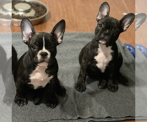 French Bulldog Litter for sale in BRISTOL, CA, USA