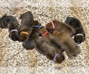 Boxer Litter for sale in WEST COLUMBIA, SC, USA