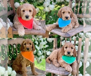 Irish Doodle Litter for sale in WEST SALEM, OH, USA