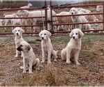 Small Photo #1 Great Pyrenees Puppy For Sale in AGRA, OK, USA