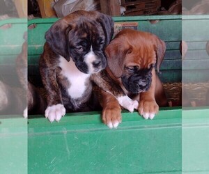 Boxer Litter for sale in PORT ROYAL, PA, USA