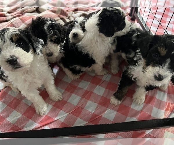 Medium Photo #1 Bernedoodle (Miniature) Puppy For Sale in COLDWATER, MI, USA