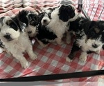 Small Photo #1 Bernedoodle (Miniature) Puppy For Sale in COLDWATER, MI, USA