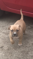 American Pit Bull Terrier Litter for sale in GRIFFIN, GA, USA