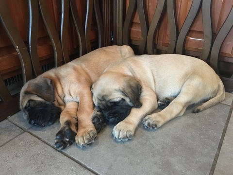 Medium Photo #1 Mastiff Puppy For Sale in CHADDS FORD, PA, USA