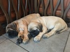 Small Photo #1 Mastiff Puppy For Sale in CHADDS FORD, PA, USA