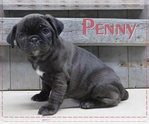 Pug Litter for sale in LIBERTY, PA, USA