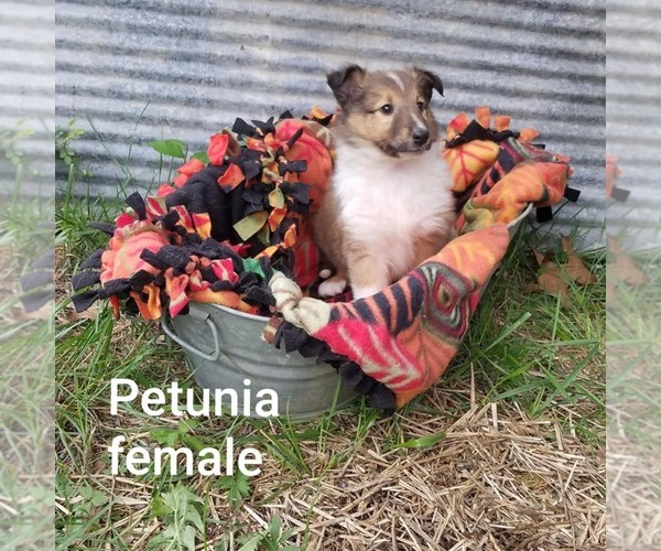Medium Photo #1 Collie Puppy For Sale in BRIGHTON, IL, USA