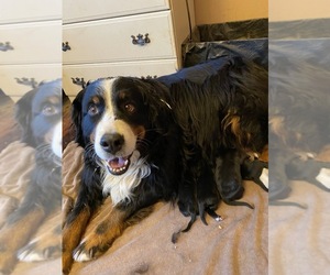 Bernese Mountain Dog-Labrador Retriever Mix Litter for sale in COEUR D ALENE, ID, USA