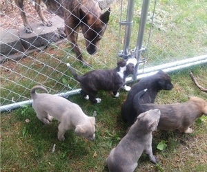 Mountain Cur Litter for sale in FORT DODGE, IA, USA