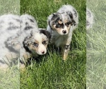 Small Photo #1 Australian Shepherd Puppy For Sale in MARTINSVILLE, IN, USA