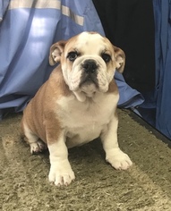 Bulldog Litter for sale in NORTH LIBERTY, IN, USA