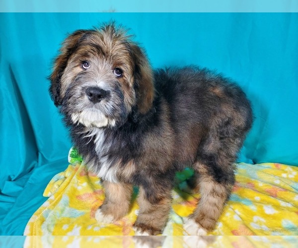 Medium Photo #1 Bernedoodle Puppy For Sale in COLORADO SPRINGS, CO, USA
