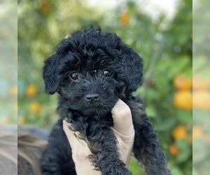 Medium Poodle (Toy)