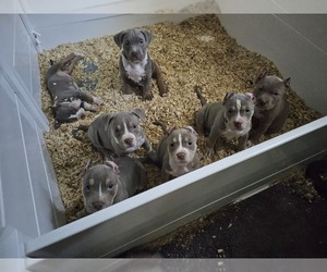 American Bully Litter for sale in BALTIMORE, MD, USA