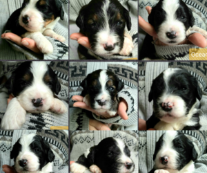 Bernedoodle Litter for sale in MANCHESTER, GA, USA